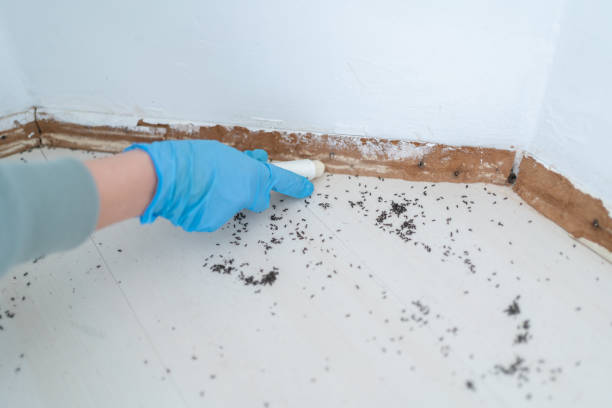 Best Emergency Pest Control  in New Brunswick, NJ